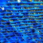Separator 12V na zlato – GoldenShark čistenie koncentrátu